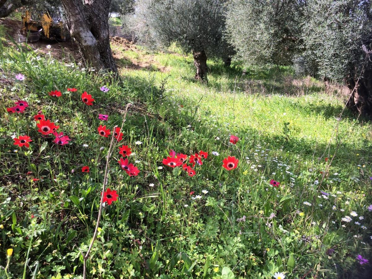 Hakuna Matata Holidays Wooden Lodge With Airco & Pool In Greek Olive Grove Μεθώνη Εξωτερικό φωτογραφία