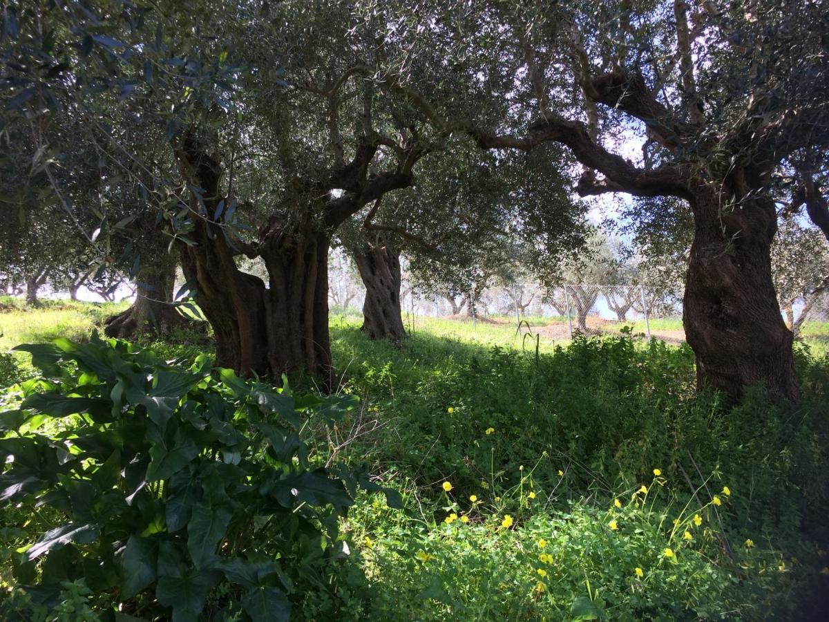 Hakuna Matata Holidays Wooden Lodge With Airco & Pool In Greek Olive Grove Μεθώνη Εξωτερικό φωτογραφία
