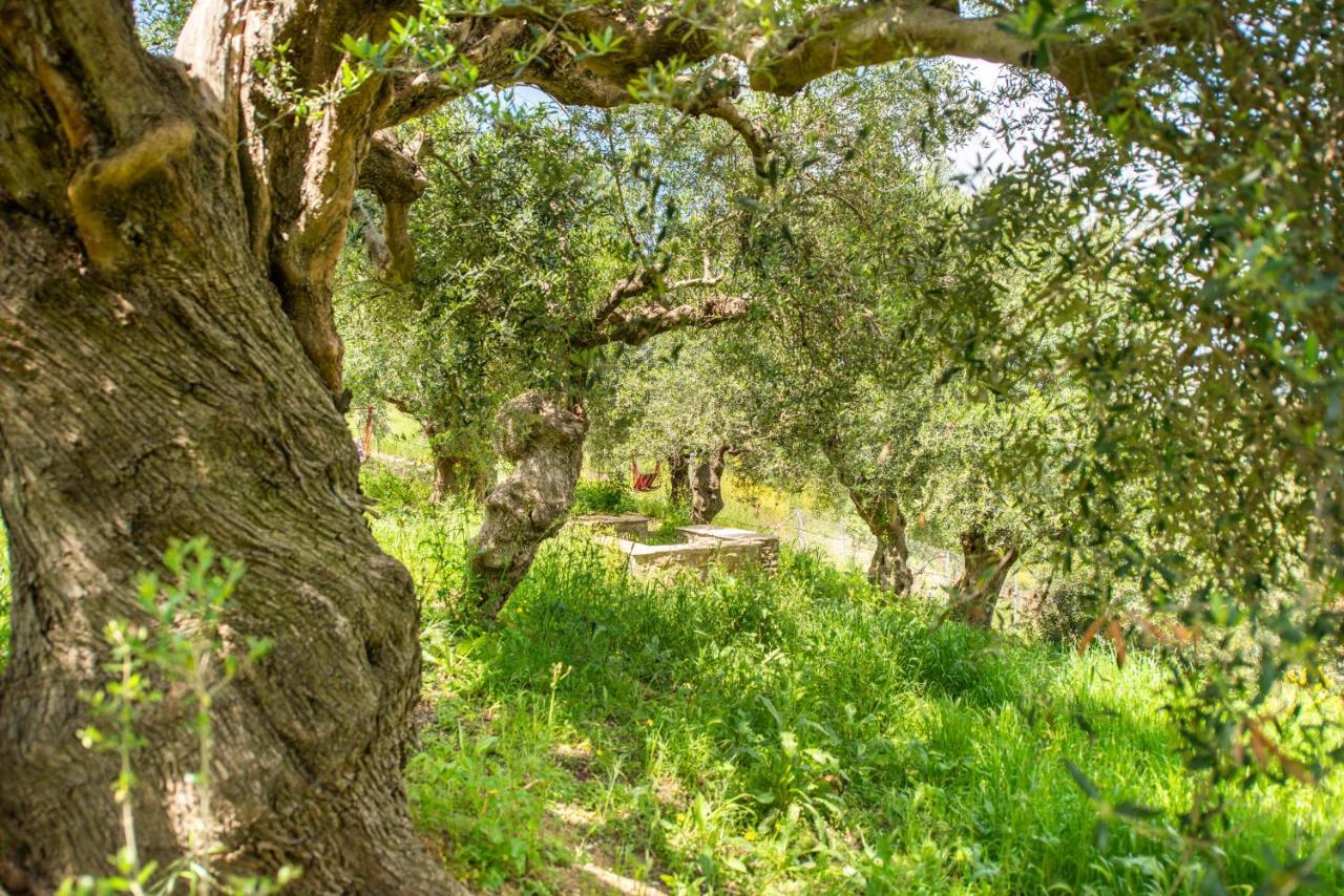 Hakuna Matata Holidays Wooden Lodge With Airco & Pool In Greek Olive Grove Μεθώνη Εξωτερικό φωτογραφία